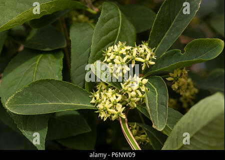 Unscheinbaren Blüten von Multi stammte Spindel Baum, Euonymus, phellomanus Corktree, mit ungewöhnlichen winged Zweige Vorläufer von hell rosa Früchte Stockfoto