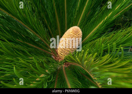 Sago Palm (Cycas Revoluta) mit Kegel. Stockfoto