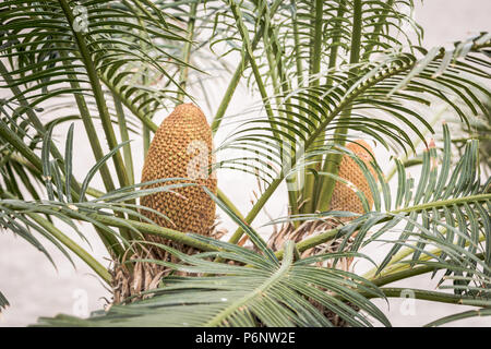 Sago Palm (Cycas Revoluta) mit Kegel. Stockfoto