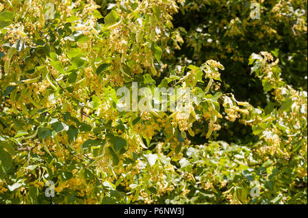 Klebrige gemeinsame Lime Tree, Tilia x Europaea, Blumen, Insekten, gegen Blätter, Hybrid zwischen T. cordata x T. platyphyllos getarnt Stockfoto