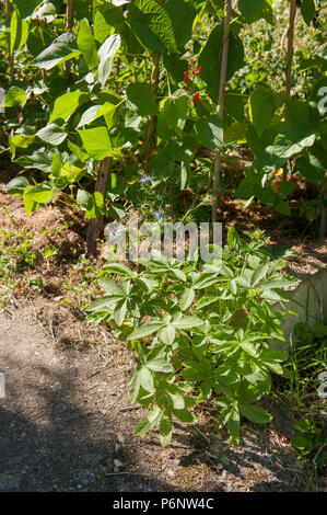Cannabis indica wächst durch Unfall im Garten ein Fan wie Blatt zur