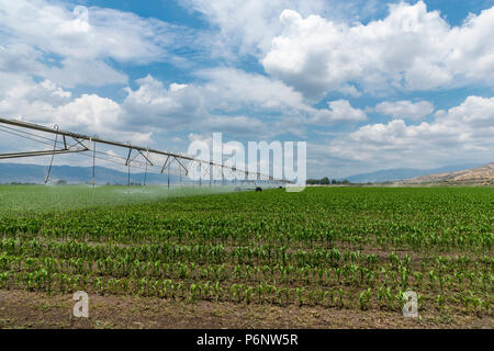 Seitliche Bewegung Bewässerungssystem Stockfoto