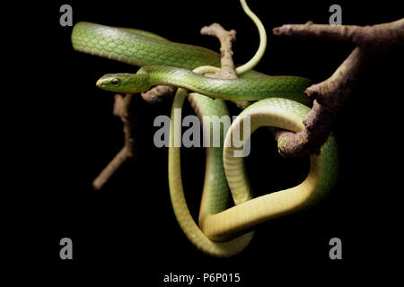 Mehr grüne Schlange Cyclophiops major Stockfoto