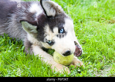 Cute Siberian Husky Welpen spielen farbigen Kugeln auf Gras. Süßer Hund Stockfoto