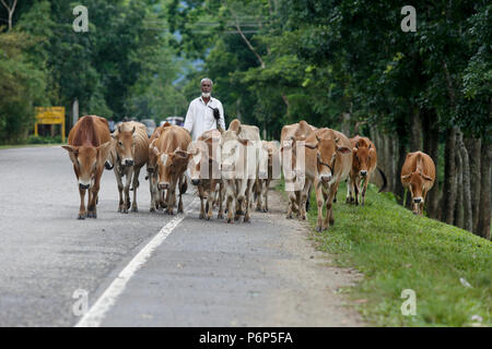 Ein herder führt eine Herde von Rindern an Sunamganj, Bangladesch. Stockfoto