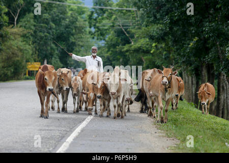 Ein herder führt eine Herde von Rindern an Sunamganj, Bangladesch. Stockfoto