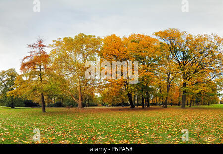 Herbst Wald im Park, Bratislava Stockfoto