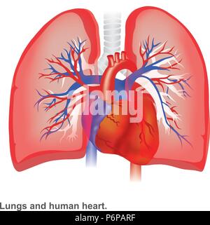 Lungen und Herz des Menschen Abbildung: infografik Anatomie. Stock Vektor