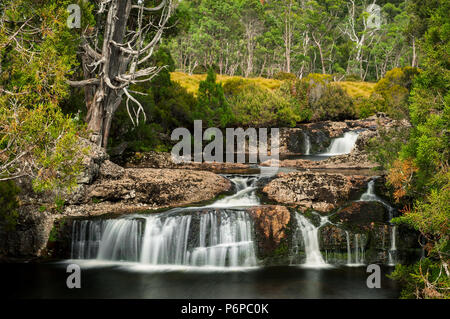 Pencil Pine fällt in Cradle Mountain and Lake St Clair National Park. Stockfoto