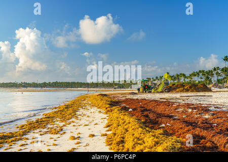 Punta Cana, Dominikanische Republik - 19. Juni 2018: sargassum Algen auf dem beaytiful Ocean Beach in Playa Bavaro, Punta Cana, das Ergebnis der globalen Erwärmung Klimawandel. Stockfoto