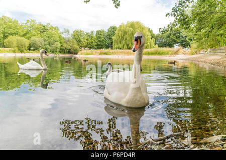 Eine Familie von Höckerschwäne" Cygnus olor' in einer Stadt, Pool, England, Großbritannien Stockfoto