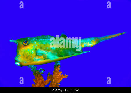 Longhorn Cowfish schwimmt im Aquarium auf blauem Hintergrund. Stockfoto