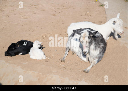 Kleine weiße und schwarze Ziegen schlafen in den Wind. Stockfoto