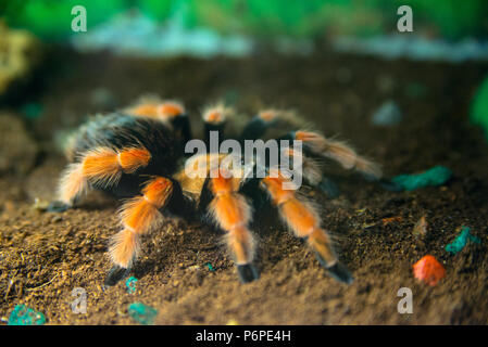 Brachypelma boehmei ist eine schöne Vogelspinne in die Vegetation getarnt. Stockfoto