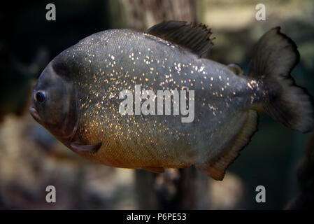 Piranha serrasalmus nattereri Räuberische Fische im Aquarium. Stockfoto