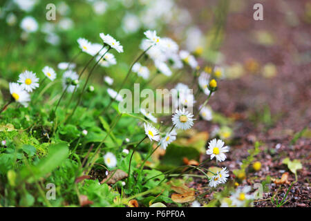 Viele kleine weisse Gänseblümchen wachsen auf einem grasbewachsenen Hang in Gatschina Park. Russland. Stockfoto