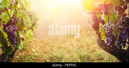Natur Hintergrund mit Weinberg im Herbst Ernte. Reife Trauben im Herbst. Stockfoto