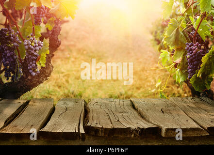 Natur Hintergrund mit Weinberg im Herbst Ernte. Reife Trauben im Herbst. Tabelle mit Weinberg Stockfoto