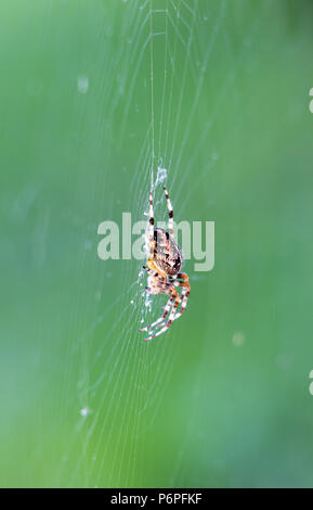 Spinne sitzt auf seinem Net auf der grünen Wiese. Stockfoto