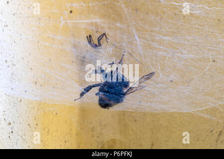 Eine Hummel in einer Spinne Netz gefangen. Stockfoto