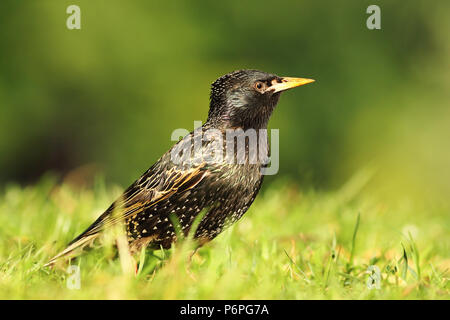 Nahaufnahme der Gemeinsamen Ständigen starling auf Rasen (Sturnus vulgaris) Stockfoto