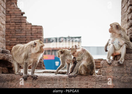 Affe sitzt auf Ziegel der alten Gebäude. Stockfoto