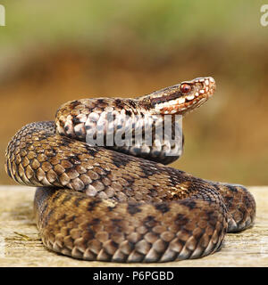 Gemeinsame europäische Addierer stehen auf Holz Board (Vipera berus) Stockfoto