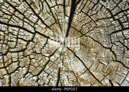 Rissige Haut von Fichte, Textur von verwittertem Holz- querschnitt Stockfoto