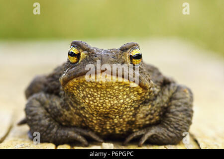 Vorderansicht der netten gemeinsamen braun Frosch, volle Länge Tier (Bufo bufo) Stockfoto