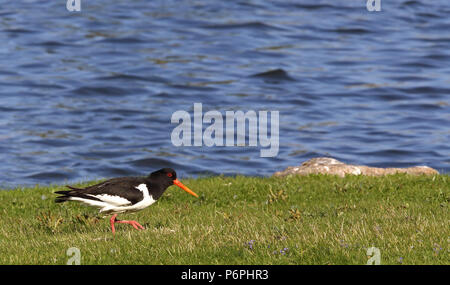 Eurasischer Austernfischer, Haematopus ostralegus, Wandern auf Gras, Wasserhintergrund Stockfoto