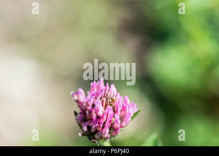 Rotklee (Trifolium Pratense) Stockfoto