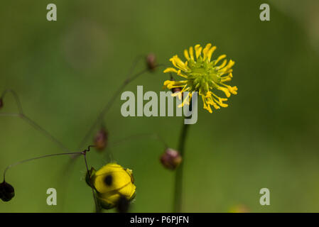 Eine Wiese Hahnenfuß (Ranunculus acris), die von Blume zu Saatgut Kopf Stockfoto