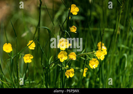 Wiese-Hahnenfuß (Ranunculus Acris) Stockfoto