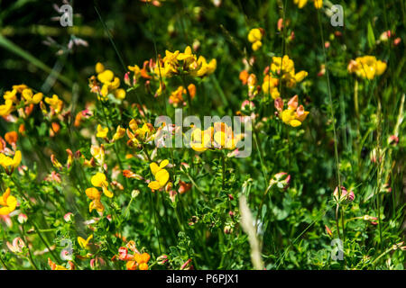 Vogel's – Foot Trefoil (Lotus Corniculatus) Stockfoto