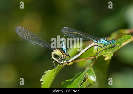 Blue-tailed damselflies (Ischnura elegans), close-up der Paarung Paar in Surrey, Großbritannien Stockfoto