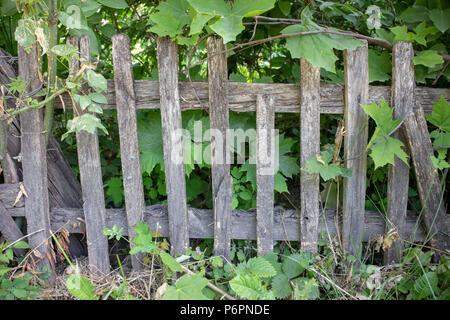 Abstraktes Bild Textur für einen Designer mit Fragment der gebrochenen Holz- Hedge mit grünen Strauch Stockfoto