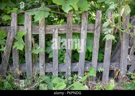 Abstraktes Bild Textur für einen Designer mit Fragment der gebrochenen Holz- Hedge mit grünen Strauch Stockfoto