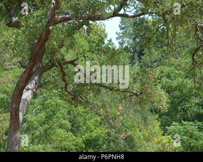 Rote Schulter Hawk und Rocky Mountain lange Horn Schafe Stockfoto