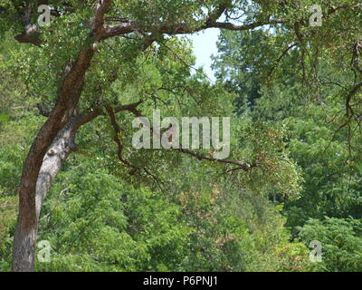 Rote Schulter Hawk und Rocky Mountain lange Horn Schafe Stockfoto