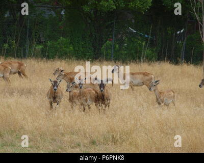 Rote Schulter Hawk und Rocky Mountain lange Horn Schafe Stockfoto