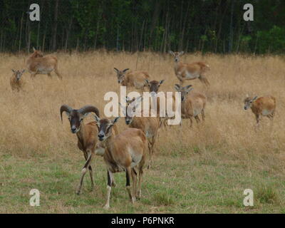 Rote Schulter Hawk und Rocky Mountain lange Horn Schafe Stockfoto