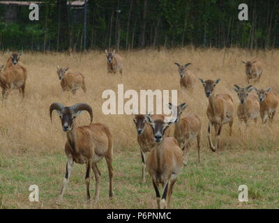 Rote Schulter Hawk und Rocky Mountain lange Horn Schafe Stockfoto