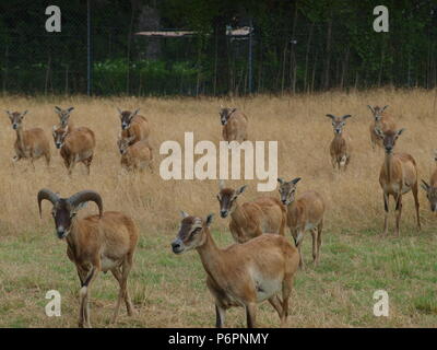 Rote Schulter Hawk und Rocky Mountain lange Horn Schafe Stockfoto