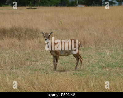 Rote Schulter Hawk und Rocky Mountain lange Horn Schafe Stockfoto