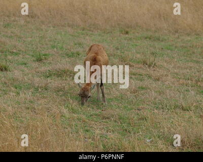 Rote Schulter Hawk und Rocky Mountain lange Horn Schafe Stockfoto