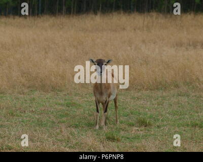 Rote Schulter Hawk und Rocky Mountain lange Horn Schafe Stockfoto