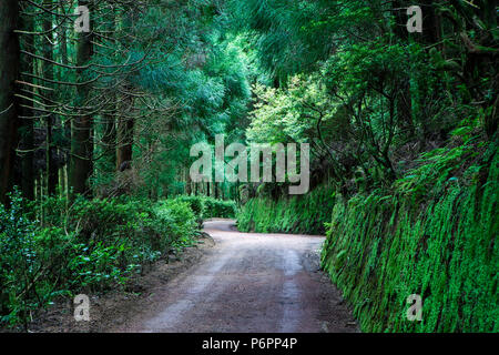 Weg durch den Wald auf Sao Miguel, Azoren, Portugal Stockfoto