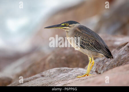 Gestreift Heron (Butorides Striata) sitzen auf den Felsen an der Küste von Praslin, Seychellen im Indischen Ozean. Stockfoto