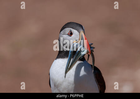 Ein Papageitaucher mit einer Rechnung voller Sandaale kehrt zu seinem Graben, um ihre Küken zu füttern. Stockfoto