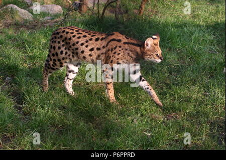 Afrikanische Serval (Leptailurus serval) zu Fuß in Richtung der Kamera Stockfoto